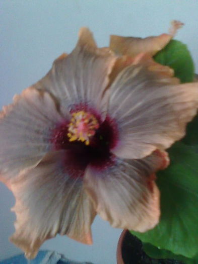 CLOUDY DAY - HIBISCUS-2012