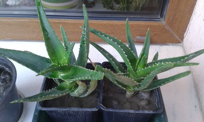 aloe - OFER LA SCHIMB