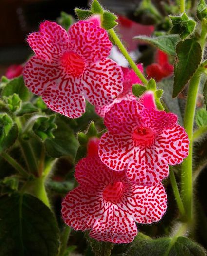 Sunshine - KOHLERIA scos din colectie