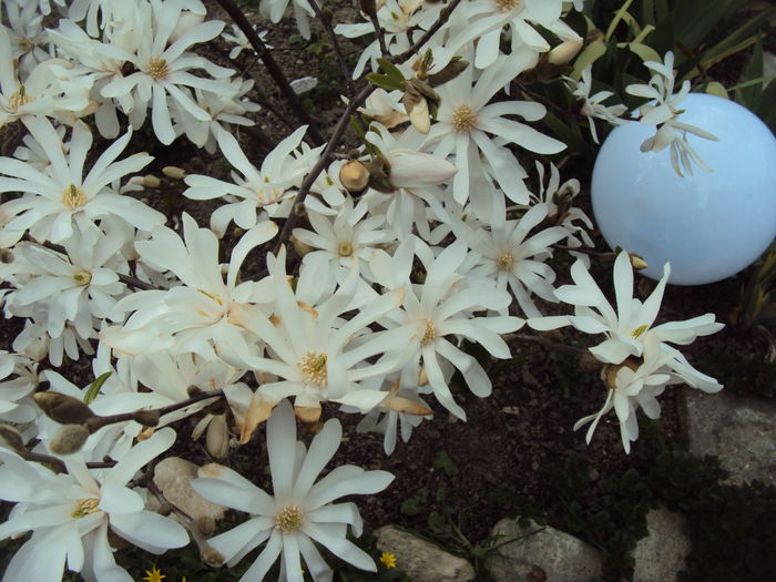DSC05734 - 2015 Gradina