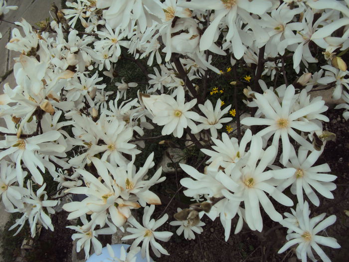 DSC05737 - 2015 Gradina