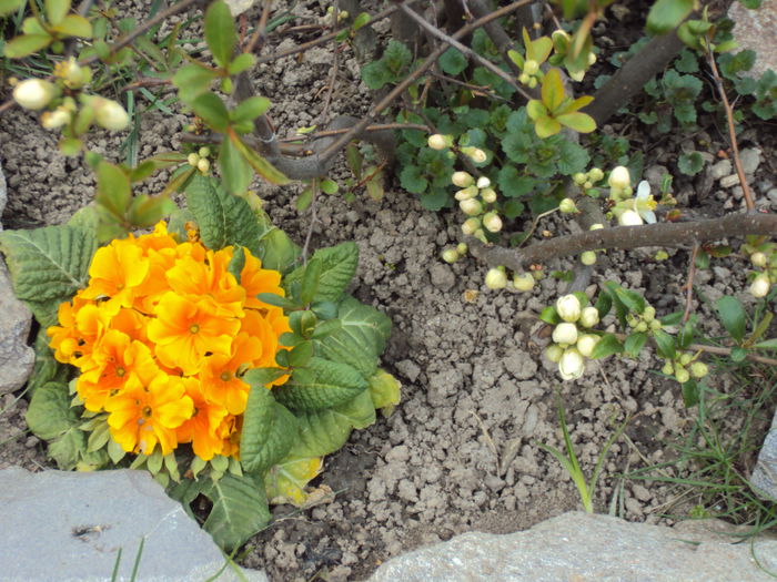 DSC05741 - 2015 Gradina