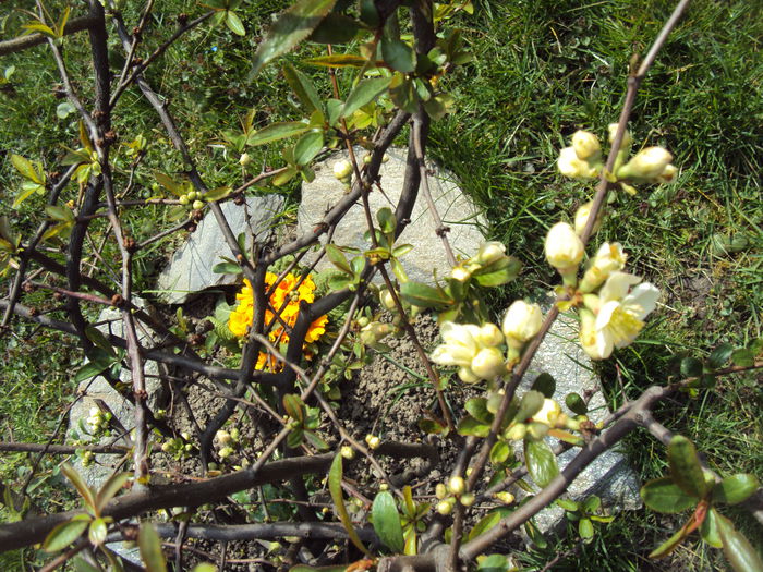 DSC05722 - 2015 Gradina