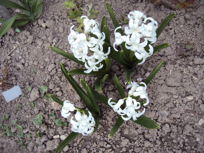 DSC05738 - 2015 Gradina