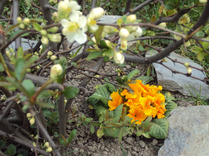 DSC05742 - 2015 Gradina