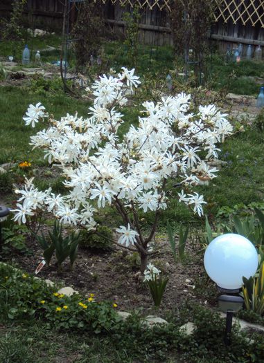 DSC05750 - 2015 Gradina