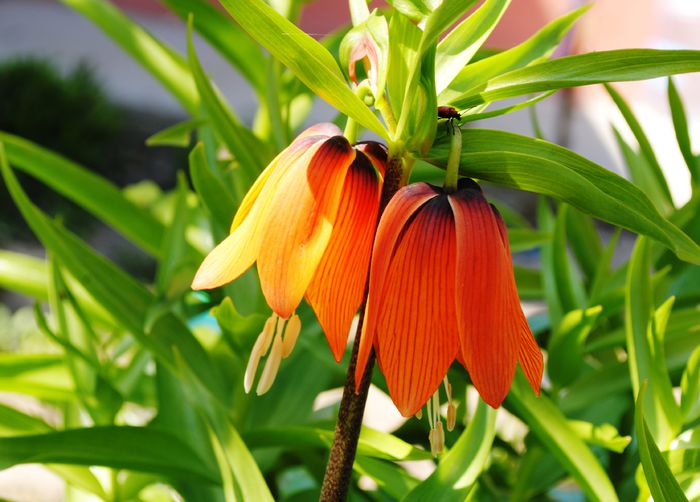 Fritillaria imperialis (coroana imperiala) - 2015 gradina de la tara