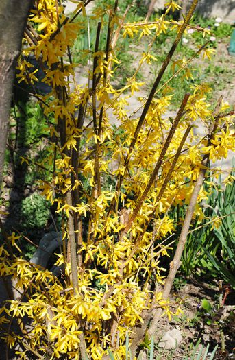 Forsythia(ploaia de aur) - 2015 gradina de la tara