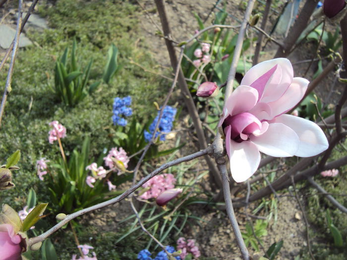 DSC05769 - 2015 Gradina