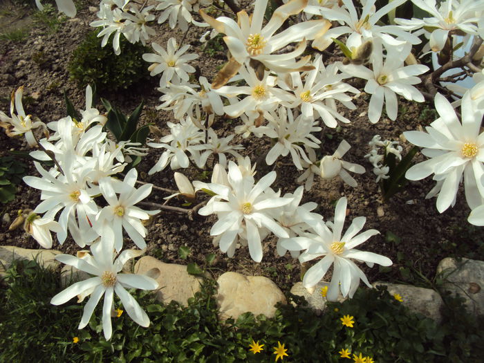 DSC05776 - 2015 Gradina