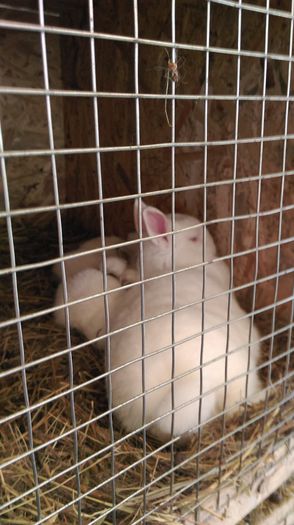 IMAG0419 - iepuri pitici - pui 2015