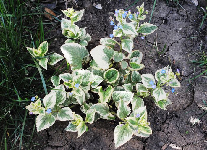 Brunnera jack variegated, a inceput sa infloreasca..; cred ca denumirea corecta e brunnera jack frost :)))
