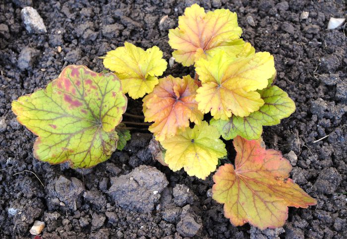 heuchera electra - 2015 plantele mele