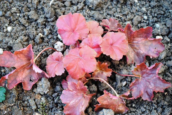 heuchera cherry-cola - 2015 plantele mele