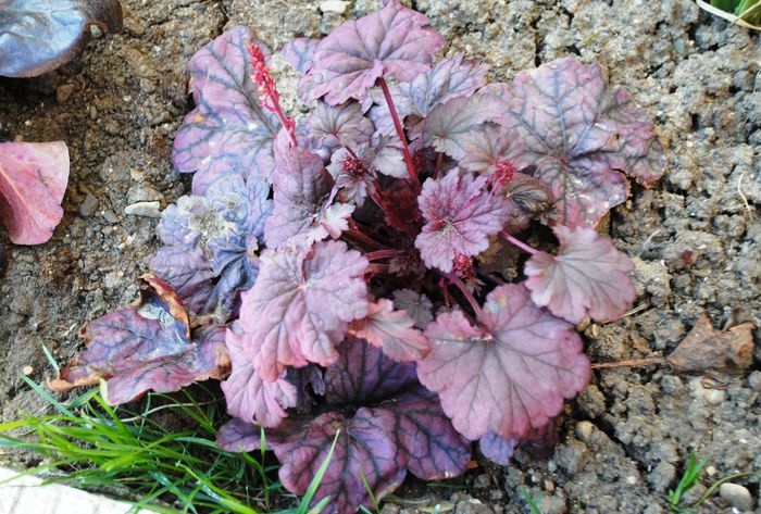 heuchera Sugar Plum