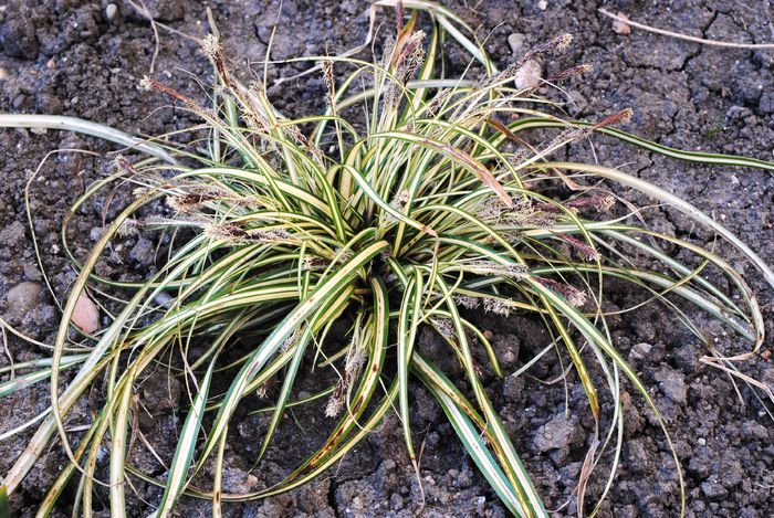 Carex-morrowii-ice dance