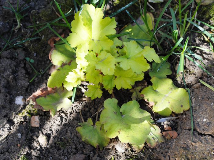 heuchera lime pie - 2015 plantele mele
