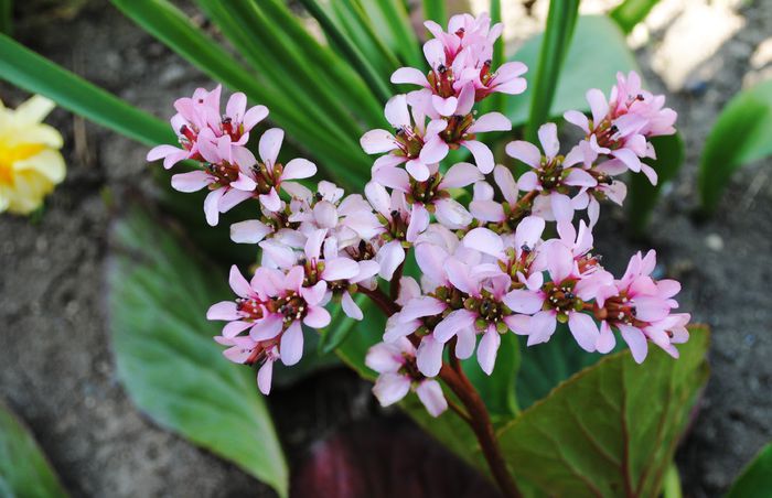 bergenia - 2015 gradina de la tara