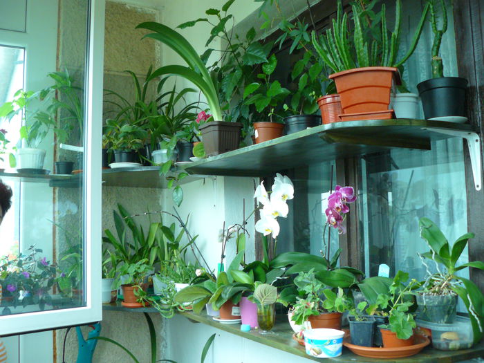 P1010541 - Colectie plante de interior