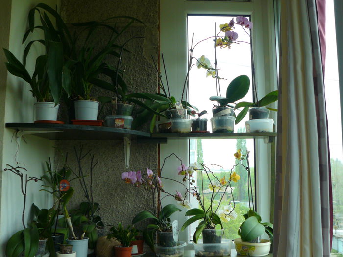 P1020118 - Colectie plante de interior