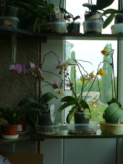 P1020119 - Colectie plante de interior