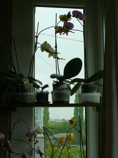 P1020120 - Colectie plante de interior