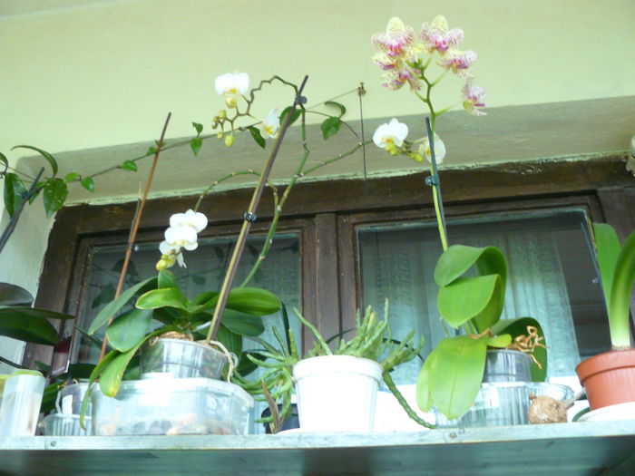 P1020121 - Colectie plante de interior