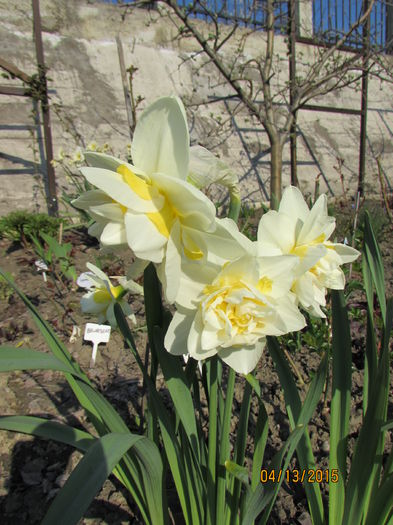 Narcise "Flower Drift" - primavara 2015