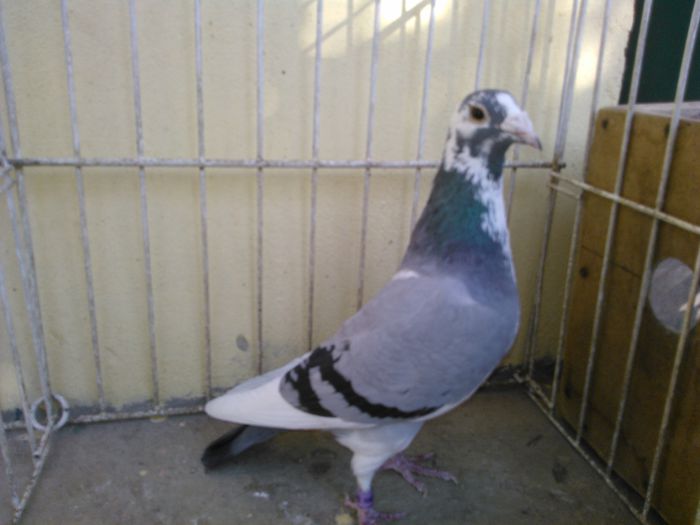 Hung  08 vandut - Voiajori straini-11 vanduti