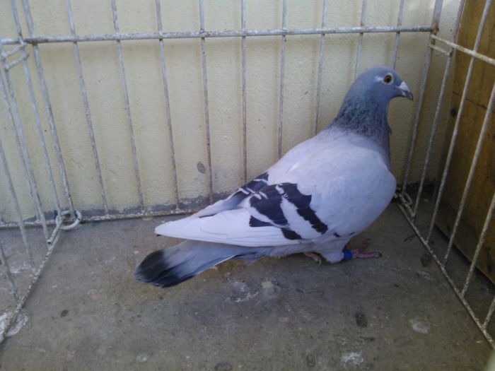 Hung Derby 12 vandut - Voiajori straini-11 vanduti