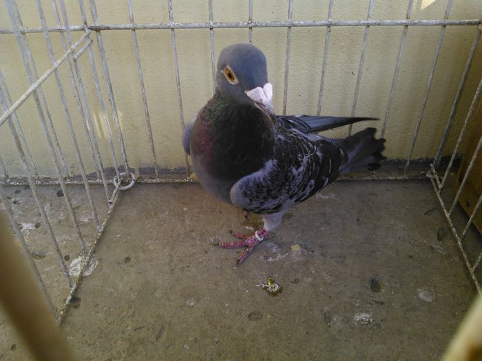 Serb 13 vandut - Voiajori straini-11 vanduti