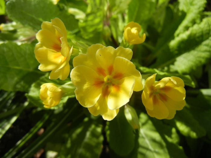 Primula polyanthus Yellow (2015, Apr.10)