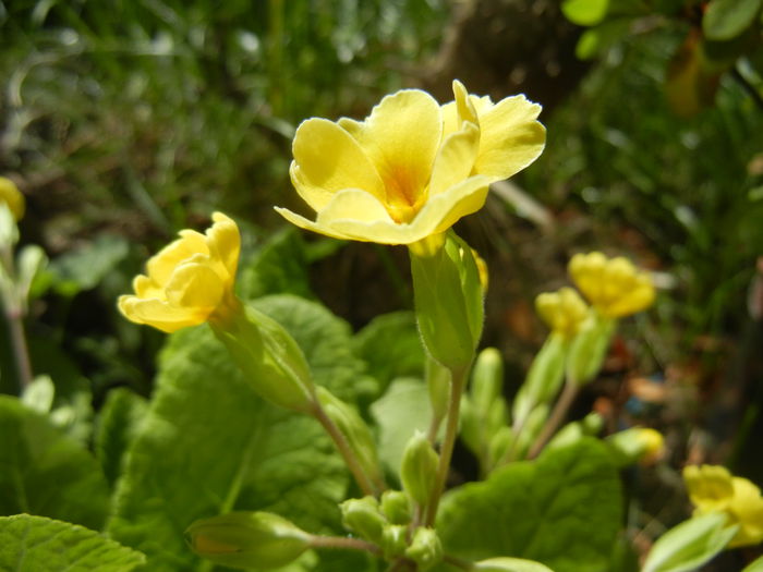 Primula polyanthus Yellow (2015, Apr.10)