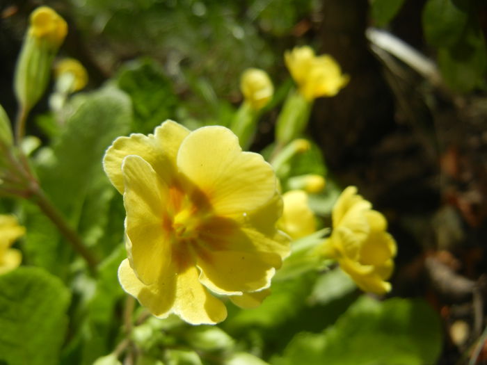 Primula polyanthus Yellow (2015, Apr.10)