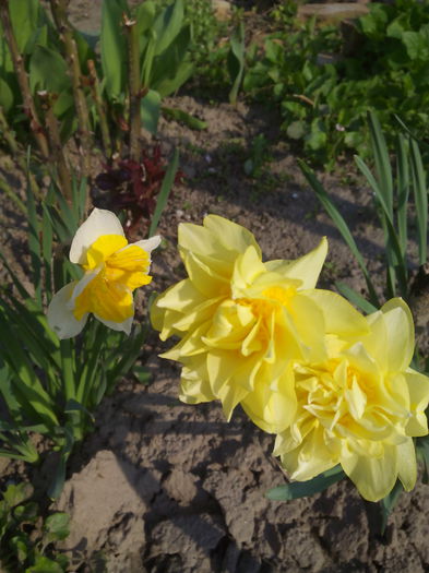 doua florisi un boboc