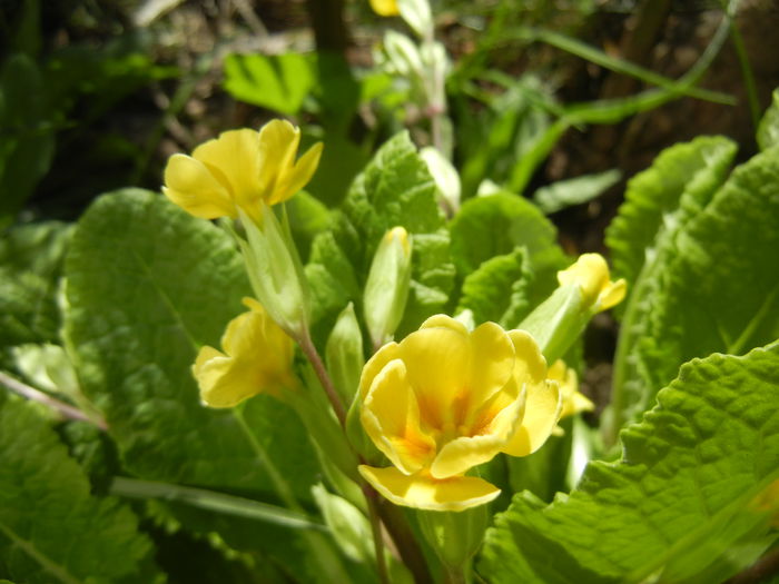 Primula polyanthus Yellow (2015, Apr.10)