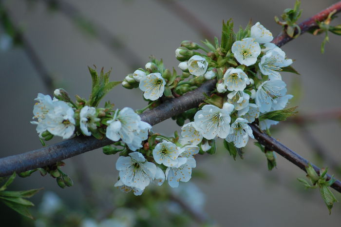 DSC_4047; cires 2015
