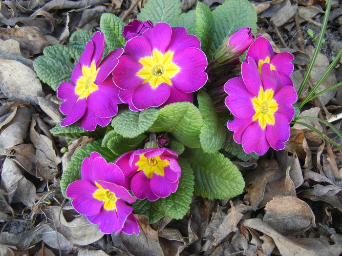 Violet Primula (2015, April 10) - PRIMULA Acaulis