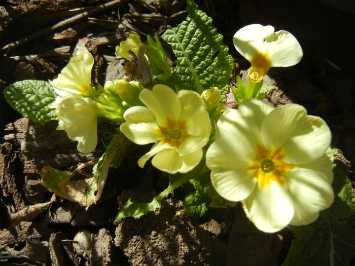 Light Yellow Primula (2015, April 10) - PRIMULA Acaulis