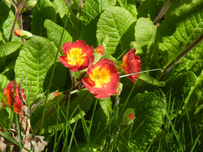 Primula polyanthus Red (2015, April 10)