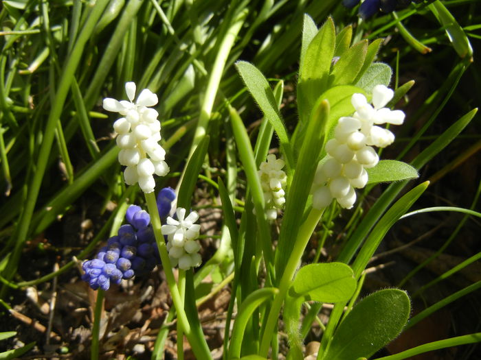 Muscari botryoides Album (2015, Apr.10)