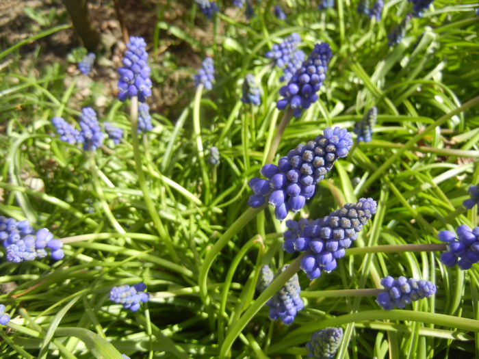 Muscari armeniacum (2015, April 10) - Muscari Armeniacum