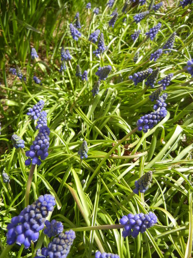 Muscari armeniacum (2015, April 10) - Muscari Armeniacum