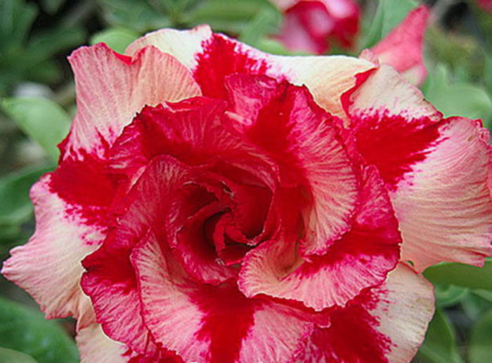 Adenium Angel go Light