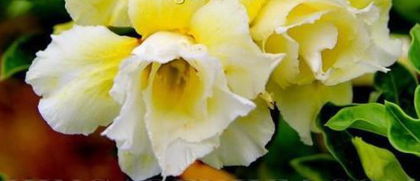 Adenium double diamond