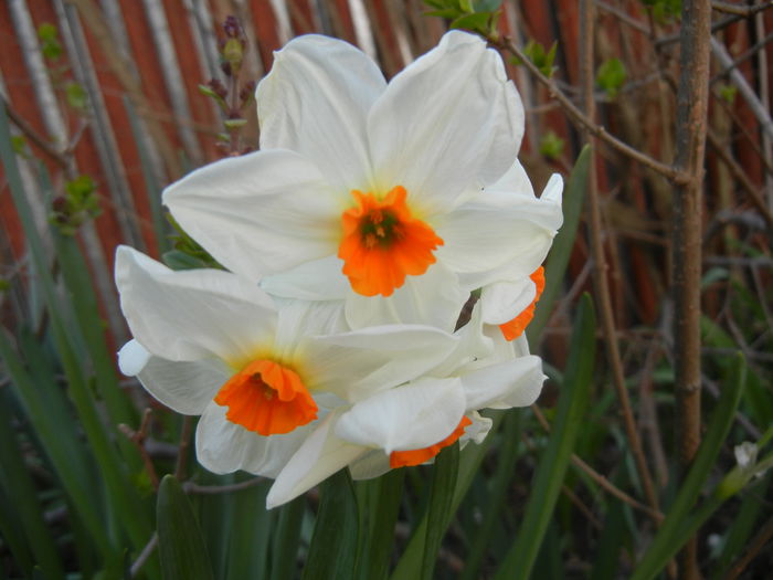 Narcissus Geranium (2015, April 10) - Narcissus Geranium
