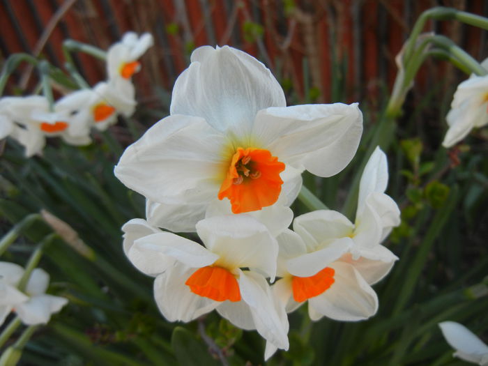 Narcissus Geranium (2015, April 10) - Narcissus Geranium