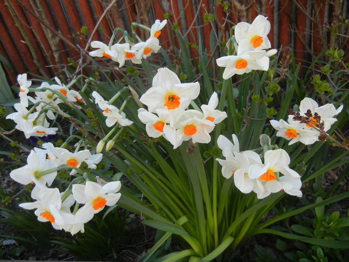 Narcissus Geranium (2015, April 10) - Narcissus Geranium