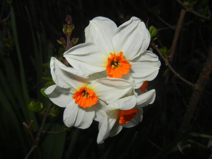 Narcissus Geranium (2015, April 10) - Narcissus Geranium