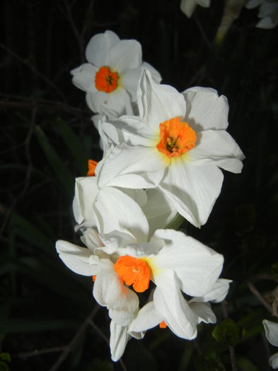 Narcissus Geranium (2015, April 10) - Narcissus Geranium